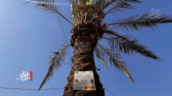 على طريقة دبي.. أشجار "محمية بالقانون" تواجه الموت في بغداد (صور)