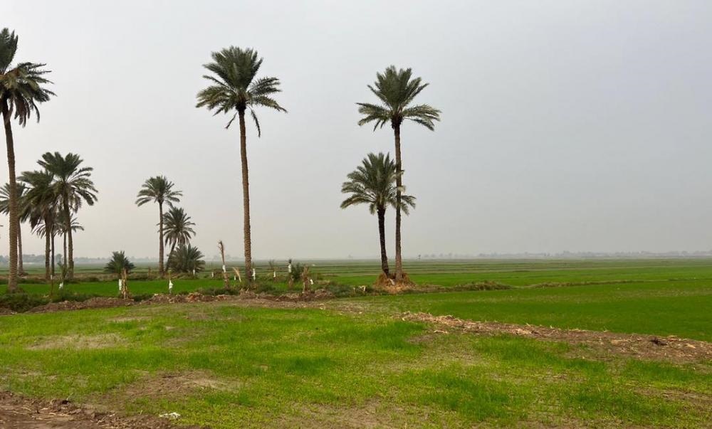 Iraq turns to desert cultivation after losing 60% of irrigated farmland