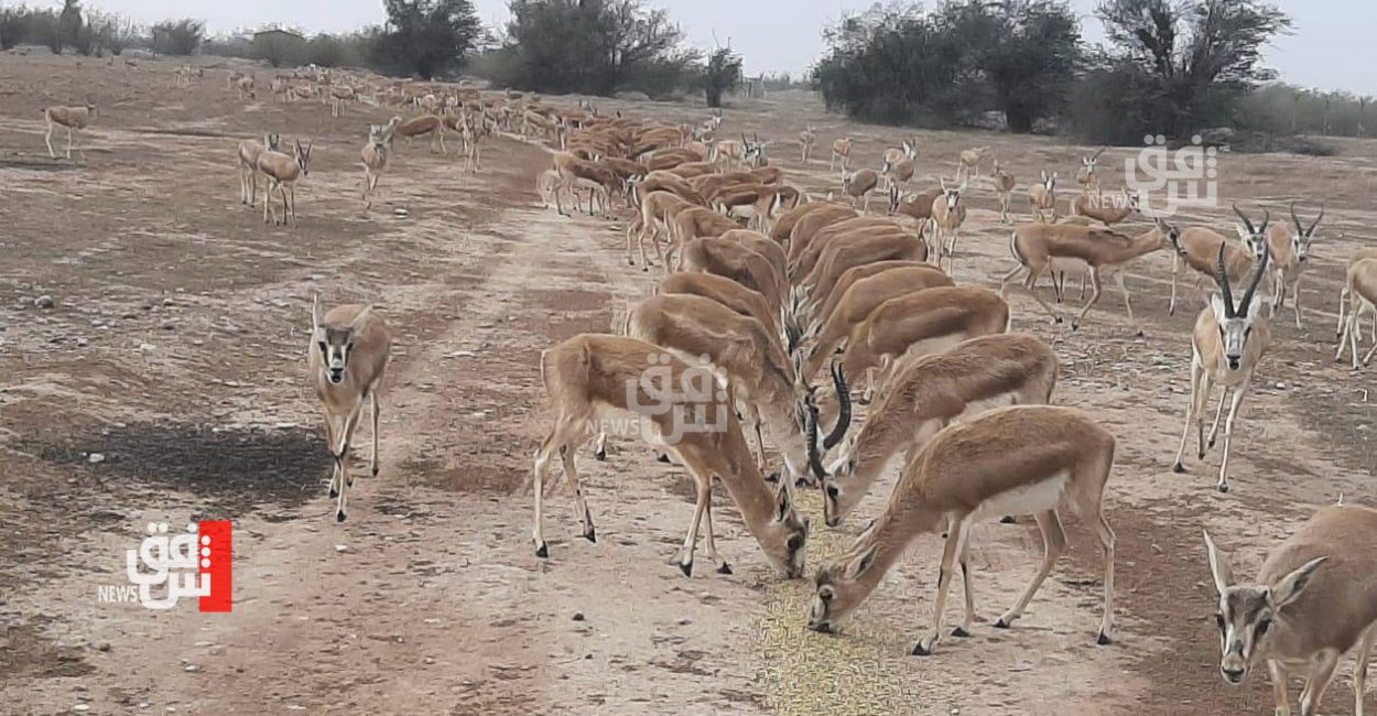 مناشدة عاجلة عبر شفق نيوز بشأن "غزال الريم" في ميسان (صور+ فيديو)