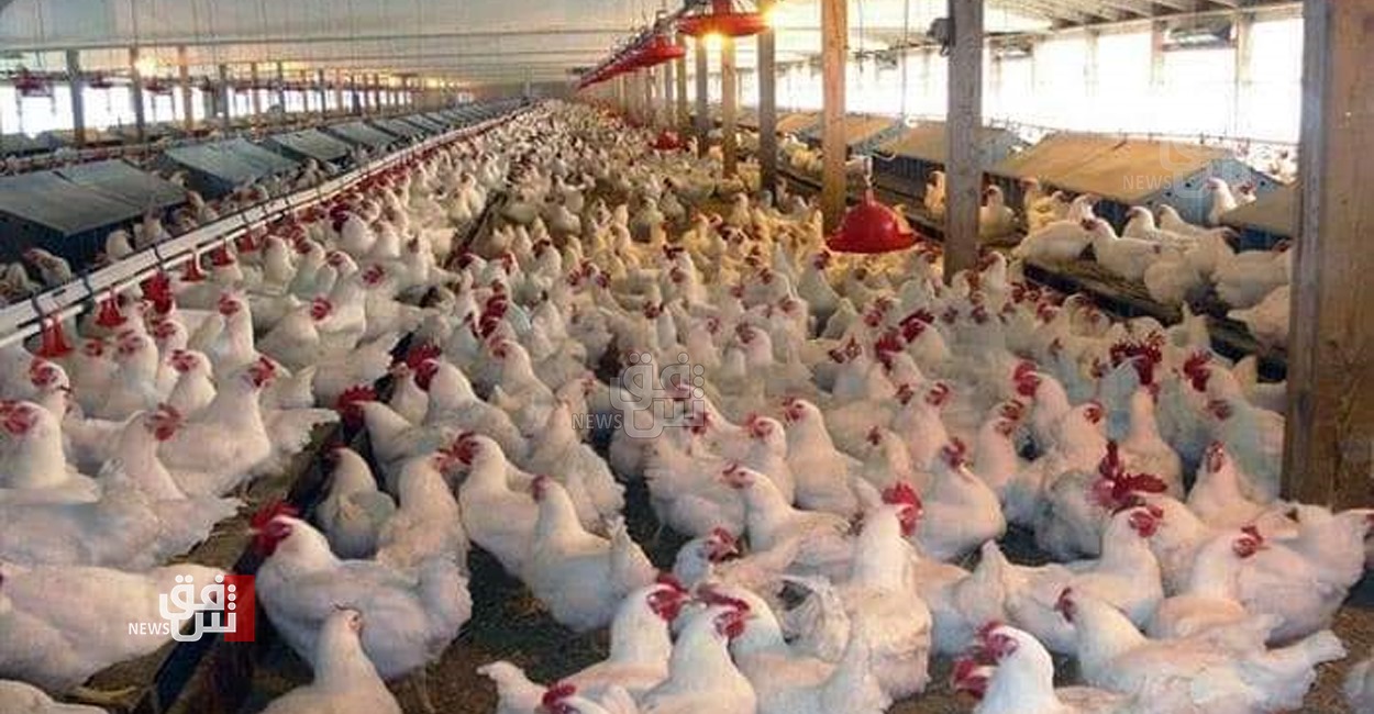 "الأسعار بانهيار".. دواجن كوردستان تشكو أمراض الدجاج وقرار منع تسويقها