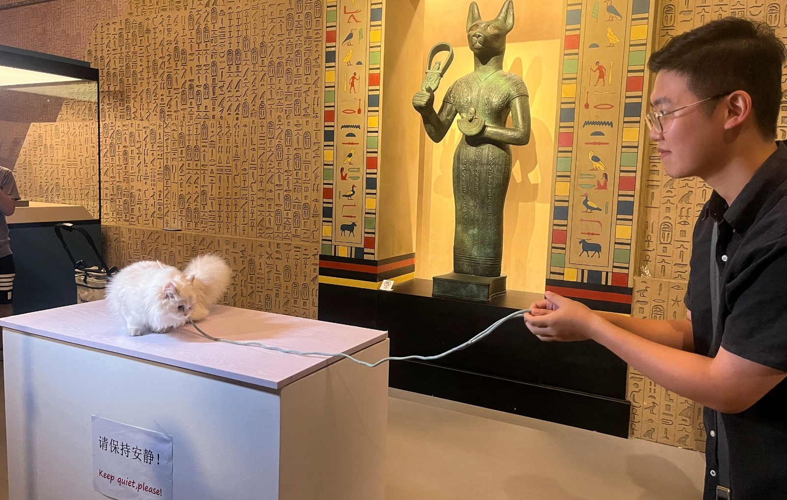 القطط تتفوق على الآثار.. "ليلة مواء" تستقطب حشوداً كبيرة في متحف صيني