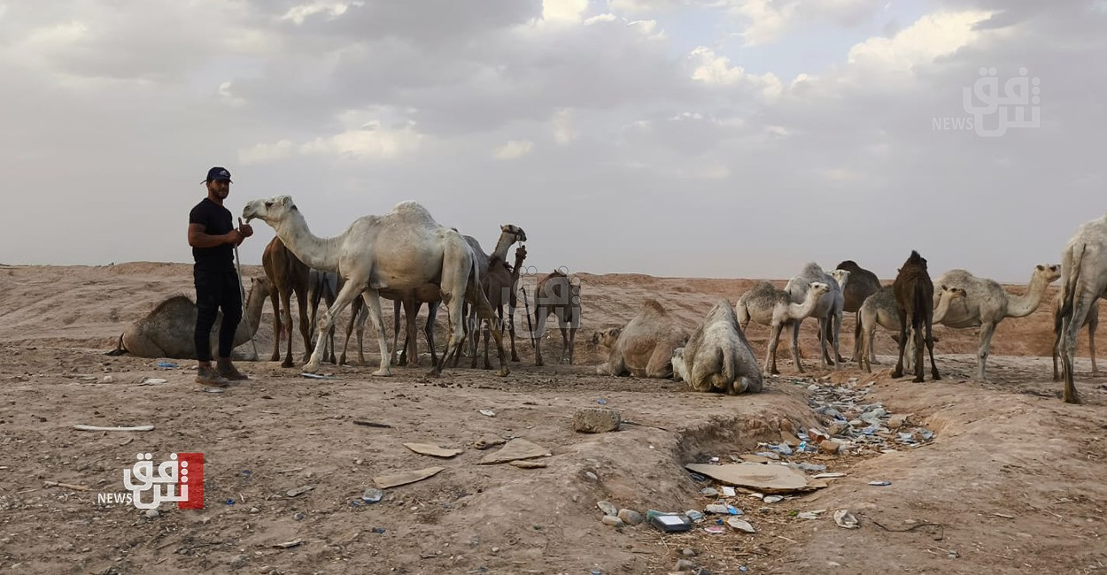 إبل كركوك "الجودية".. حليبها شفاء للسرطان ويشتريها عشاقها من الخليج بآلاف الدولارات (صور)