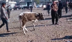 مانگایگ دەگمەن خەڵک هەرێم کوردستان سەرسام کەێد