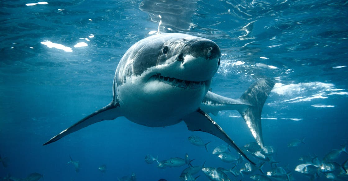 تلقيح أول سمكة قرش "اصطناعياً" باستخدام تقنية التنويم المغناطيسي