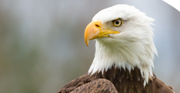 رسميا.. الولايات المتحدة تعتمد "النسر الأصلع" طائرا وطنيا