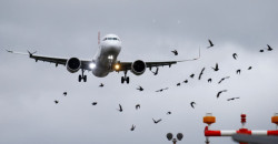 Bird strikes: A growing threat to aviation safety