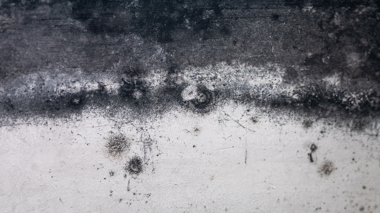 "العفن الأسود".. خطر كبير يُطلق سموماً في الهواء