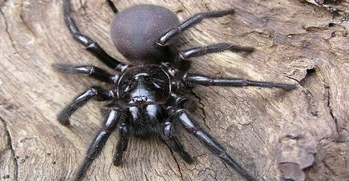 أستراليا.. اكتشاف أنواع جديدة من "العناكب الأكثر فتكاً"