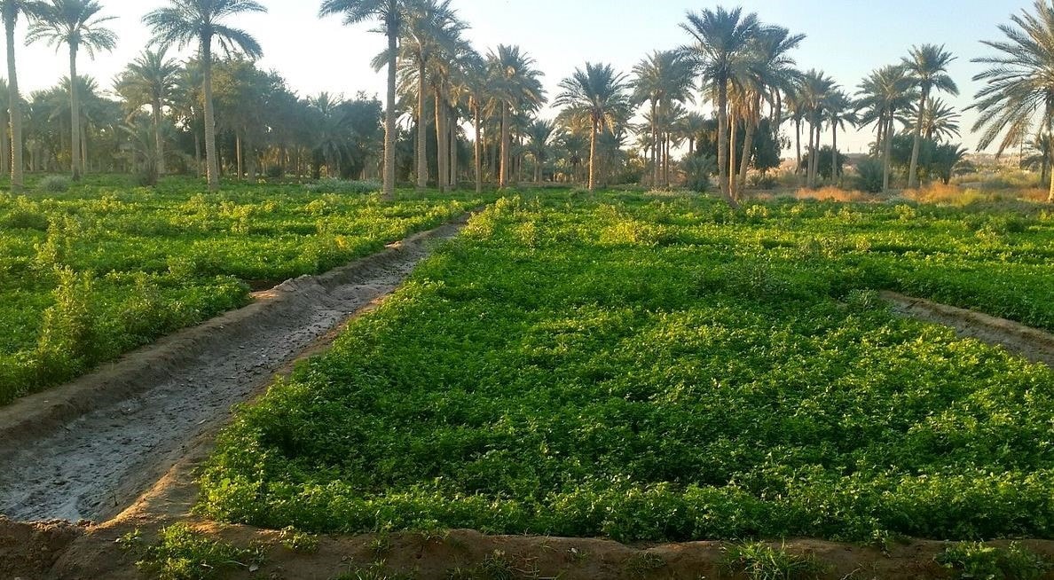 Iraq farm trade holds steady despite Hormuz disruption