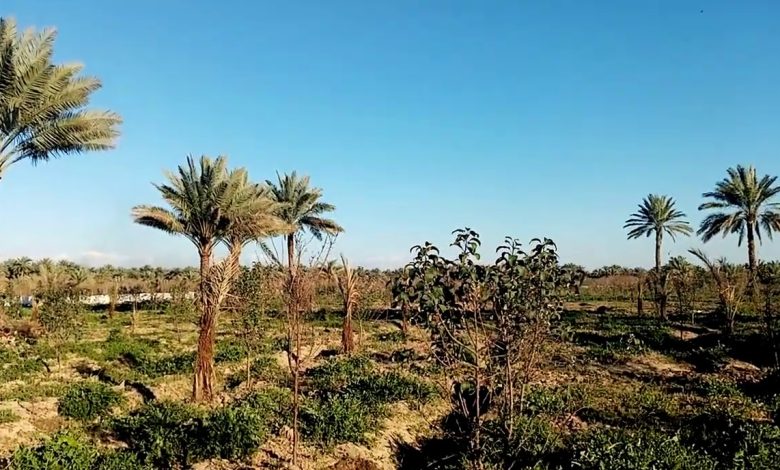 لزيادة "المساحات الخضراء" في كركوك.. متنزهان نموذجيان بـ20 مليار دينار