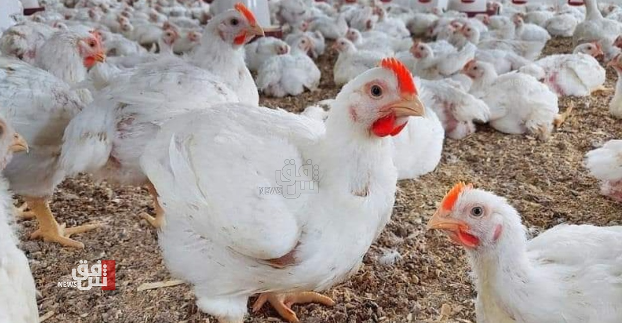 بەرزەوبوین نرخ مامر لە کەرکوک لەوەر  رێکارەیل قەیەغەی گواستنەوە لە هەرێم کوردستانەو