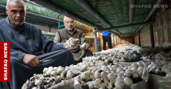 Iraq’s mushroom pioneer: Farming against all odds