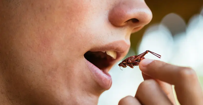 أوروبا.. السماح باستخدام "يرقات خنفساء" في الأغذية