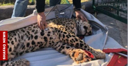 Zagros: the rare tiger gets International attention