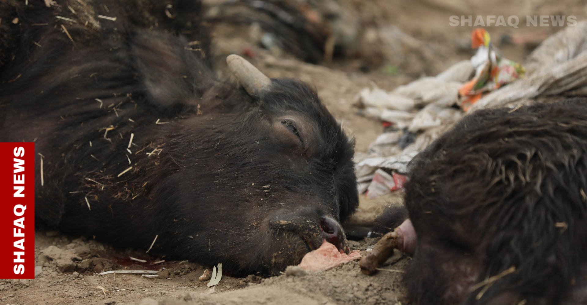 الزراعة العراقية عن "الحمى القلاعية": مرض موجود منذ الثلاثينيات