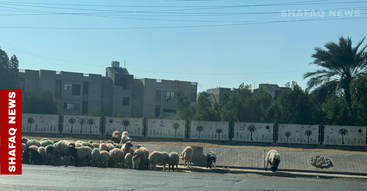 أحياء بغداد تتعرض لـ"غزو الأغنام" وتحذيرات من تفشي الأمراض (صور)