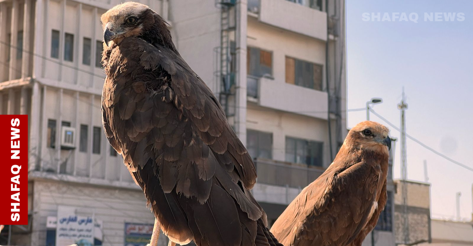 سوق الغزل.. مقبرة الطيور المهددة بالانقراض وسط غياب الرقابة (صور)