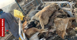 Culling vs. Sterilization: The battle over Baghdad's stray dogs