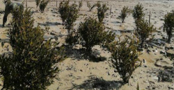رغم البيئة القاسية .. زراعة "المانغروف" تنجح بالبصرة والهدف 11 مليون شتلة