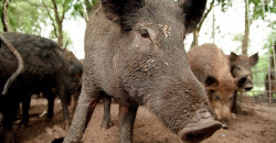 Millions lost: Wild boars devastate Samarra lettuce farms