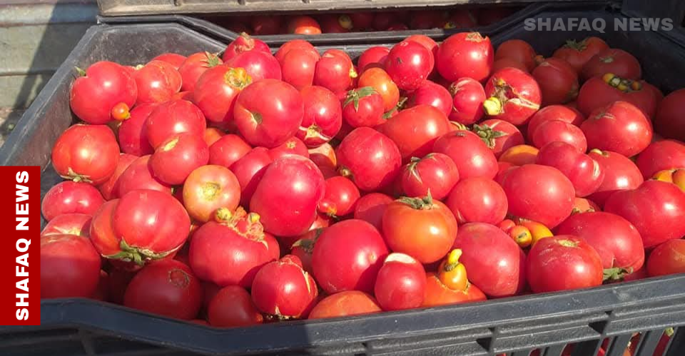 "الطماطم" تزدهر في البصرة والمحافظة تسوق 300 ألف طن خلال 4 أشهر