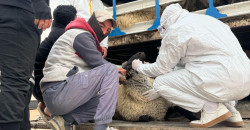 Iraq tightens border livestock checks
