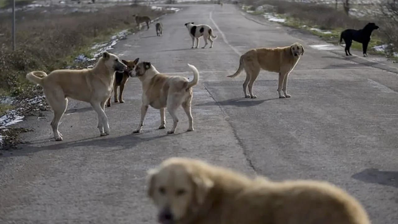 وە مدوو پەلامارداین سەگ مناڵیگ دوو ساڵان لە ئاکرێ گیان لەدەسدا