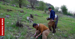 Armed conflict disrupts wild herb trade in northern Duhok