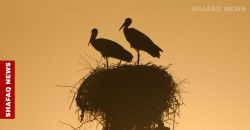 Storks refuge on Iraqi power towers during migration