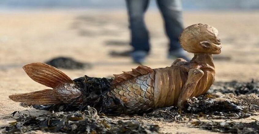لن تصدق.. العثور على هيكل "حورية بحر" في أحد الشواطئ البريطانية