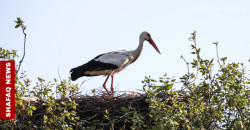 Storks return to Iraq on seasonal migration route
