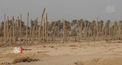 Iraq’s green decline: Can new laws and trees reverse it?