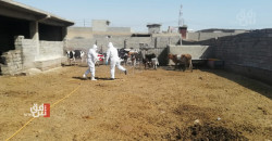 CCHF: Iraq’s Saladin launches 24/7 disinfection drive