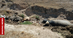 CCHF fears in Iraq’s Kirkuk: Animals blamed