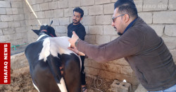 Iraq’s Basra confirms first CCHF case