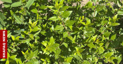 From paradise to pavement: Baghdad losing its sacred plant