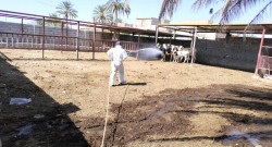 Iraq’s Kirkuk health: CCHF outbreak still active