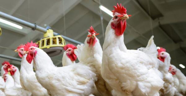 زەردیگ وە بڕەو.. داوەزیان نرخ مامر نیگەرانی ئەرا ئیوەتکەرەیلی لە کوردستان دروسکەێد