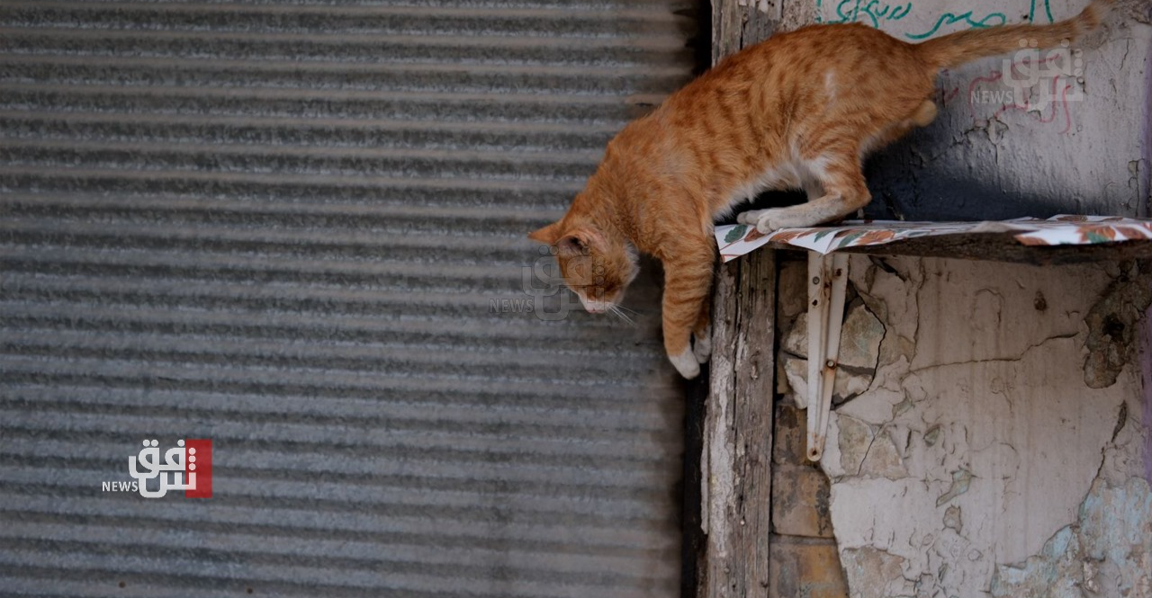 البيئة العراقية قلقة من "ممارسات مؤسفة" بحق الطيور والقطط.. وتتوعد المخالفين