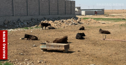 CCHF: Kirkuk bans animal movement, illegal slaughter