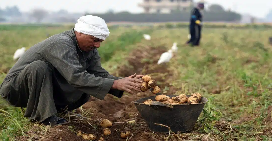 العراق في المركز الثامن كأكثر الدول استقبالا للصادرات الزراعية المصرية