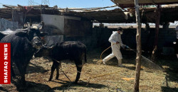 تسجيل إصابة جديدة بالحمى النزفية في الموصل