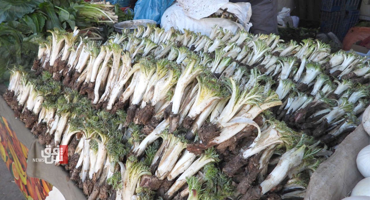 ئیلام فەیلی.. رووەک "کەنگر" نزیک فەوتیانە