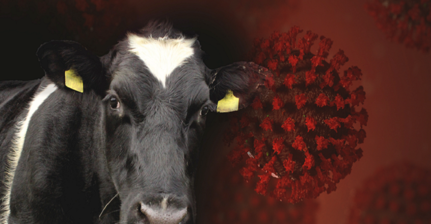 إنفلونزا الطيور ينتشر بضراوة في الأبقار الأمريكية