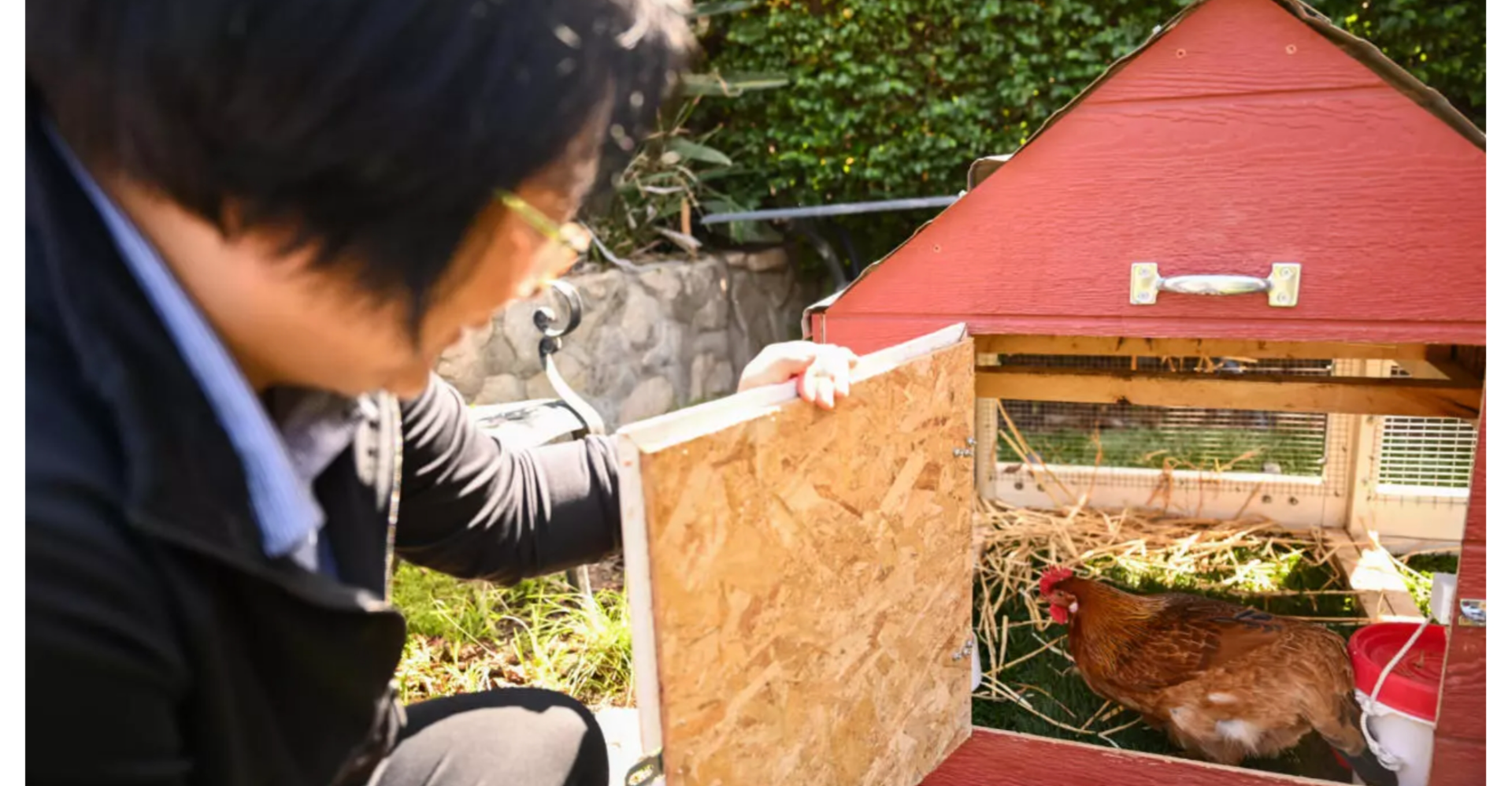 لمواجهة ارتفاع أسعارها.. الأمريكيون "يستأجرون" الدجاج ليمنحهم البيض