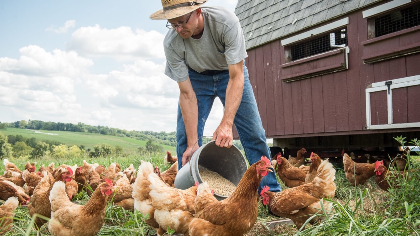 ئەمریکیەیل ناچارن مامر ئیوەت بکەن