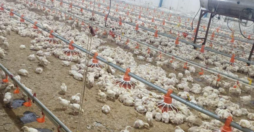 البصرة تسوق أكثر من 500 ألف طير خلال الشهر الماضي