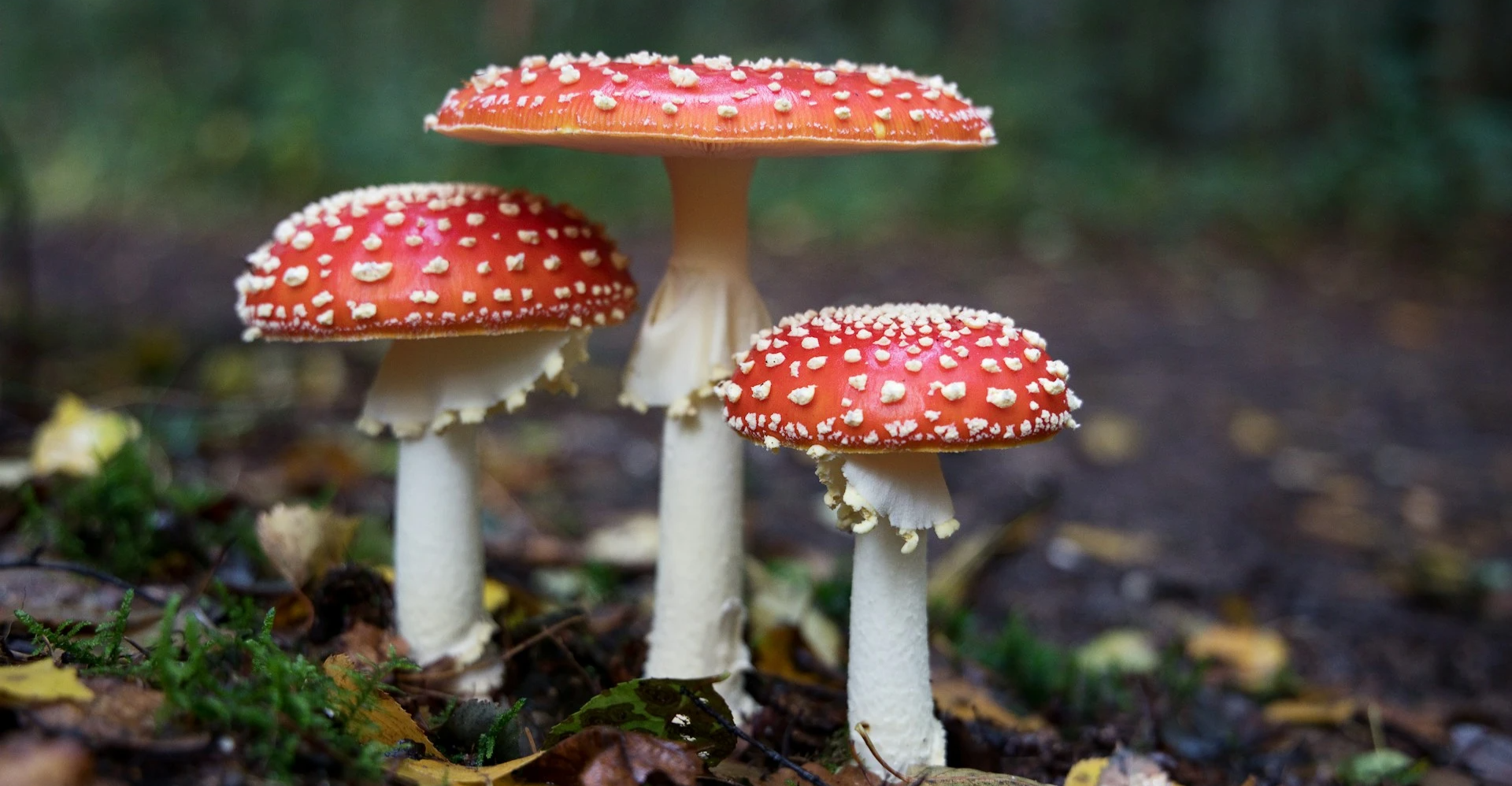 "قارچک ژەهرین" لە ئەوروپا بڵاو بوود و هەڕەشەی ژیان 9 ملیۆن كەس دەێد