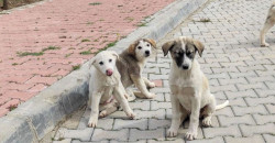 Cash for canines: Erbil’s stray dog capture initiative
