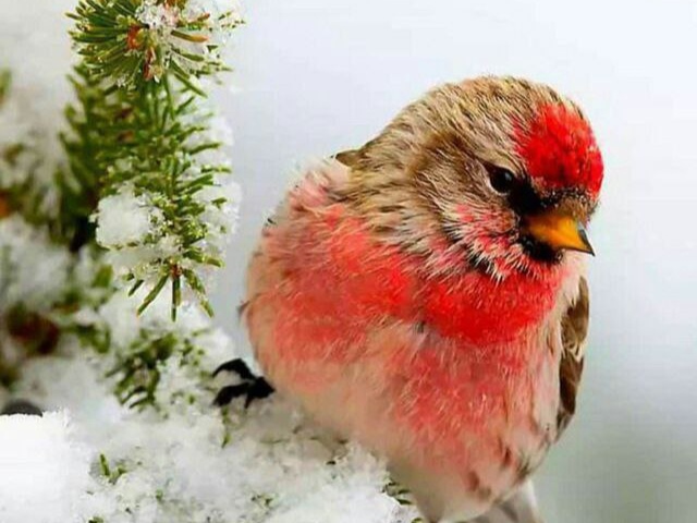 وەتم وەهار باێ